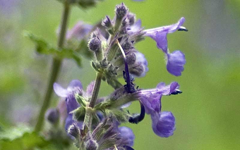 Blüten der Katzenminze