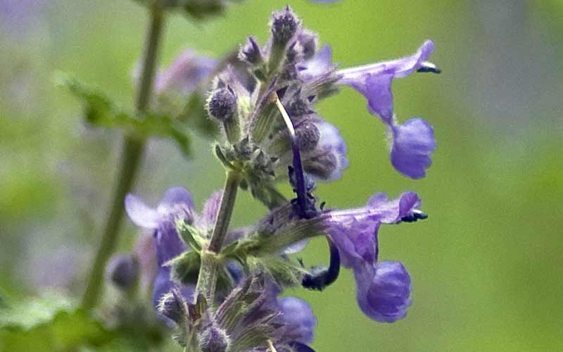 Blüten der Katzenminze 