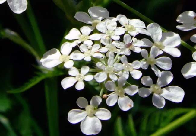 Blüte vom Kerbel