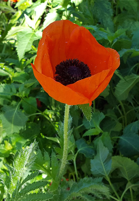 Blüte des Klatschmohns