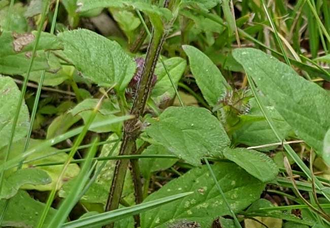 Blätter der Kleinen Braunelle