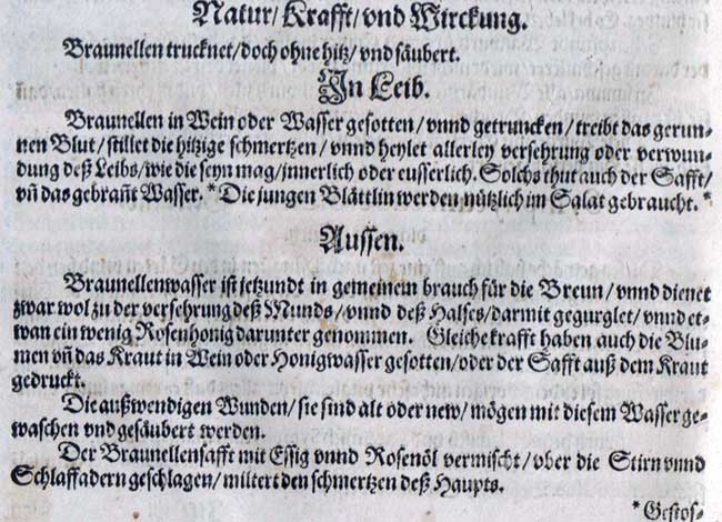 Braunelle im mittelalterlichen Kräuterbuch