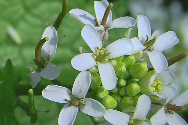 Blüte der Knoblauchsrauke