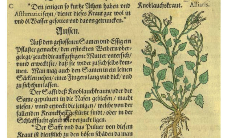 Knoblauchskraut in alten Kräuterbüchern