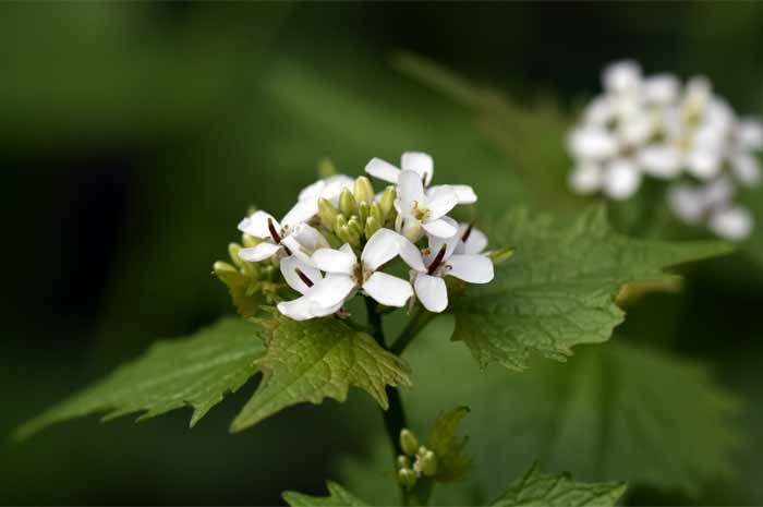 Blüte der Knoblauchsrauke in Nahaufnahme