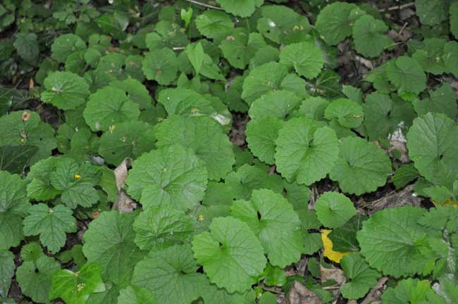 Knoblauchsrauke - erkennen, verwenden und pflanzen