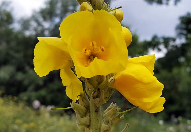 Königskerzenblüte in Nahaufnahme