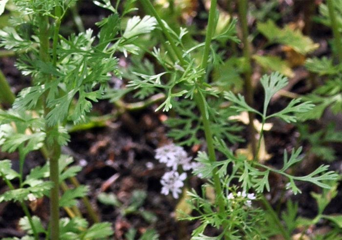 Blätter des Korianders (Coriandrum sativum)