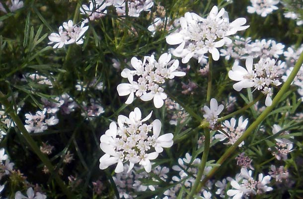 Typische Blüte des Korianders (Coriandrum sativum)