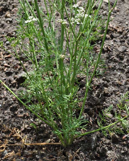 Anbau und Pflege von Kümmel im Kräutergarten