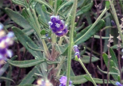 Foto vom Lavendel