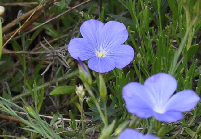 Leinblüte bzw. Flachsblüte