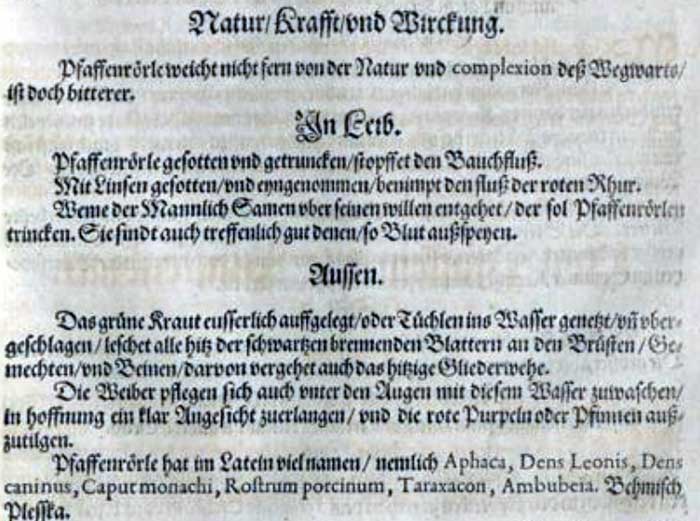 Löwenzahn in alten Kräuterbüchern