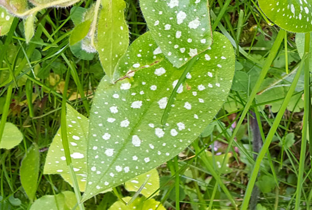 Blatt vom Lungenkraut