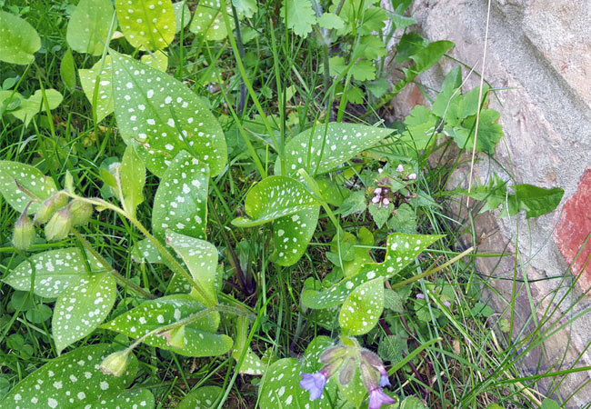 Anbau Lungenkraut im Garten