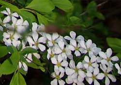 Mädesüß - Filipendula ulmaria