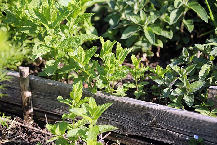 Marokkanische Minze im Garten