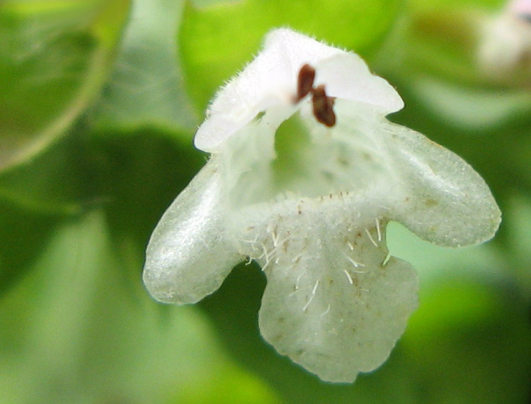 Blüte der Melisse