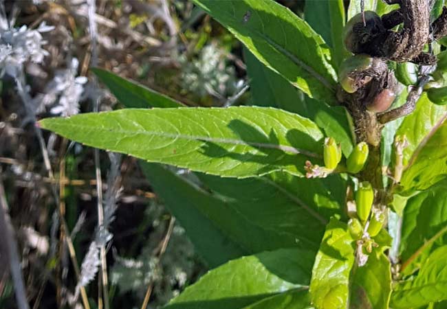 Blatt der Nachtkerze