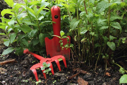 Pfefferminze im Garten