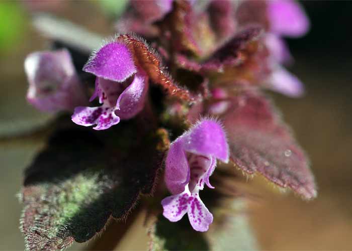 Purpurrote Taubnessel - Blüten