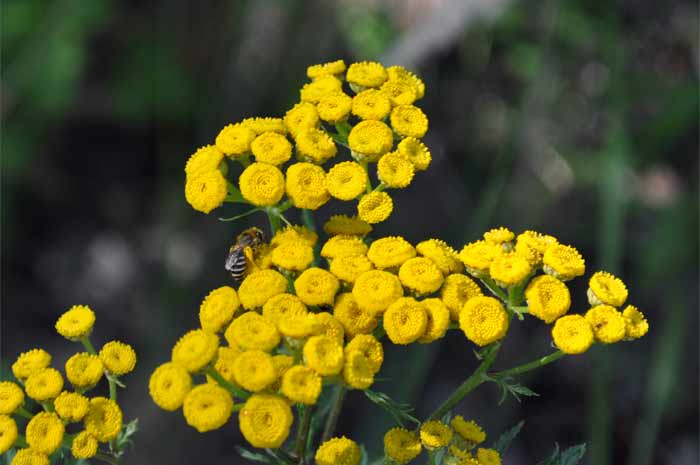 Rainfarn und Wildbienen