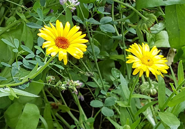 Blüten der Ringelblume