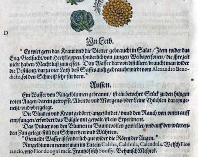 Ringelblume in altem Kräuterbuch