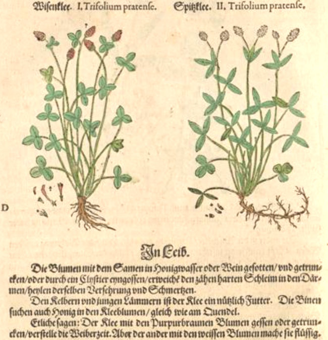 Rotklee als Heilpflanze im Kräuterbuch