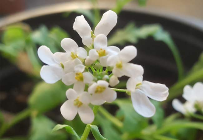 Blüte der Bitteren Schleifenblume