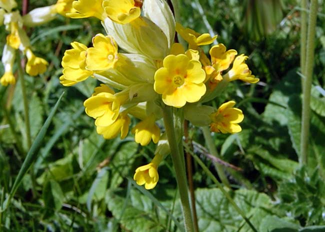 Blüten der Schlüsselblume