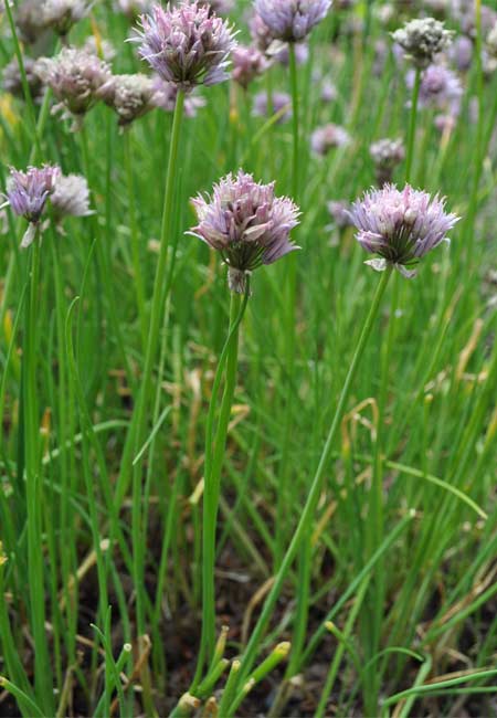 Schnittlauch im Garten