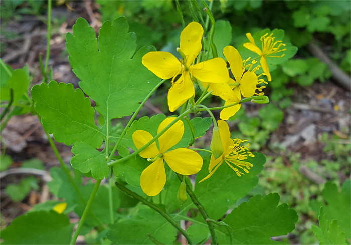 Blüte und Blätter vom Schöllkraut