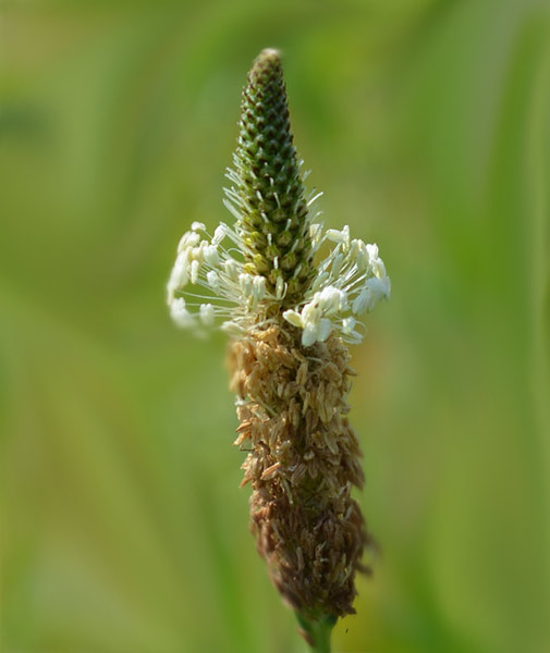 Blüte vom Spitzwegerich