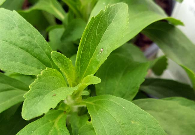 Menge Stevia rebaudiana Dürr Samen Süßkraut Honigblatt natürlicher Süßstoff div 