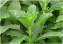 Stevia - erkennen, verwenden und pflanzen