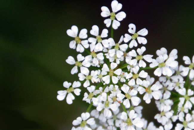 Blüten der Süßdolde