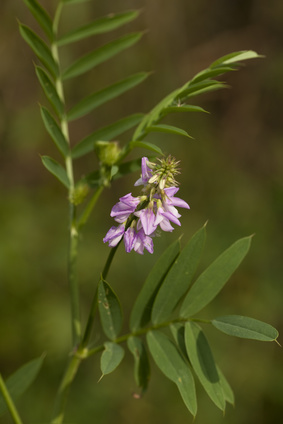 Blüte von Süßholz