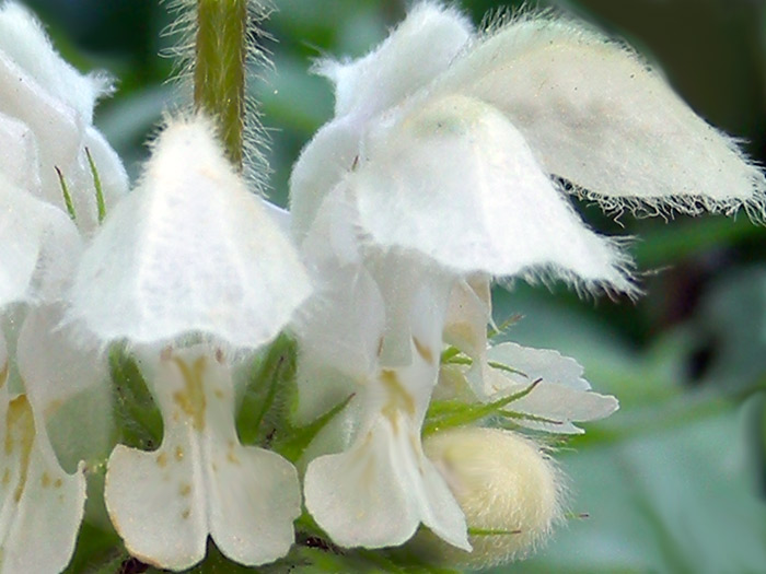 Blüte der weißen Taubnessel (Lamium album)