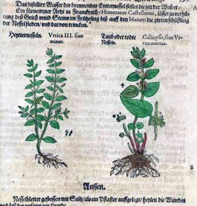 Taubnessel im mittelalterlichen Kräuterbuch