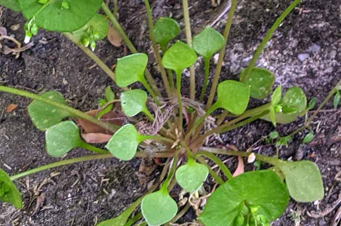 Blattrosette von Tellerkraut