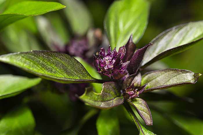 Thai-Basilikum - Blüte
