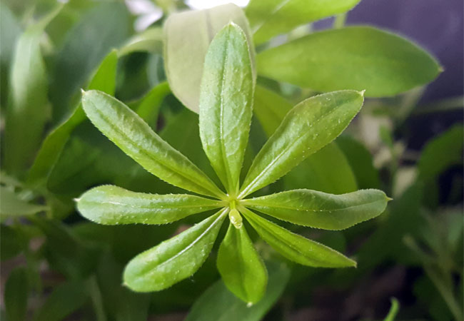 Blätter vom Waldmeister (Galium odoratum)