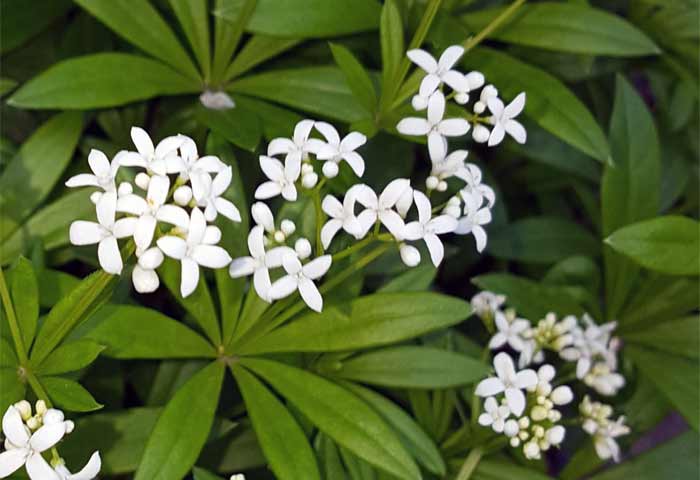 Blüte von Waldmeister