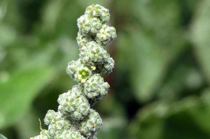 Blüte von Weißer Gänsefuß