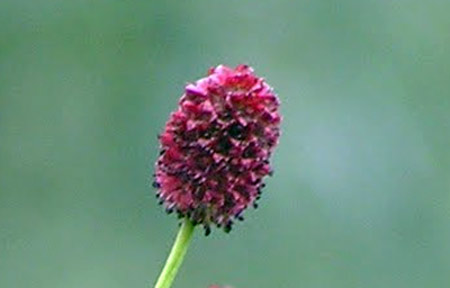 Blüte vom Großen Wiesenknopf