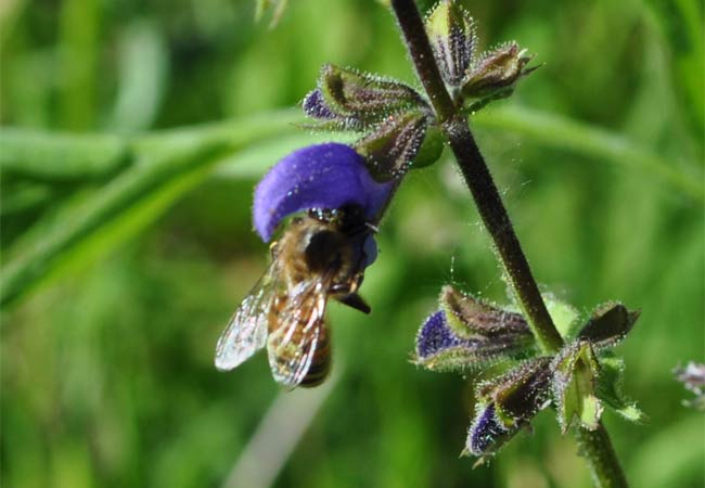 Wiesensalbei und Biene
