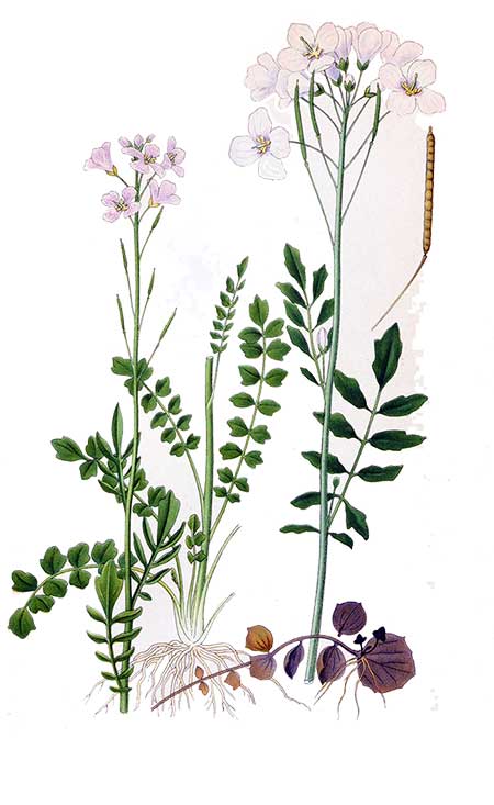 Bestimmung des Wiesenschaumkrauts