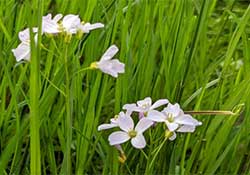 Foto vom Wiesenschaumkraut 