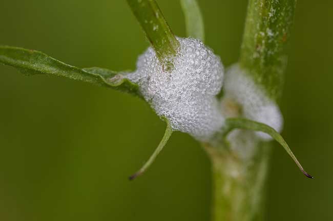 Schaum einer Wiesenschaumzikade 